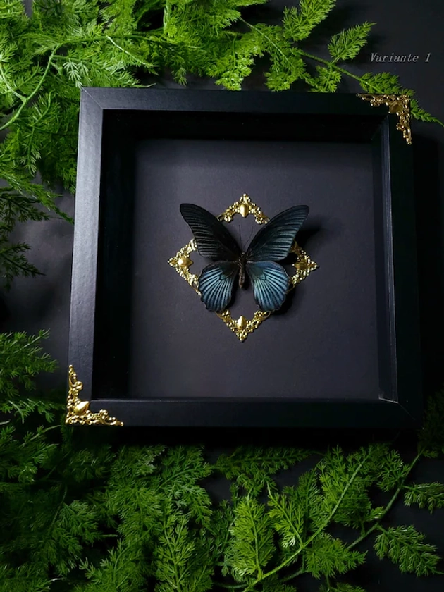 Véritable papillon Papilio memnon agenor | Cadre photo 3D avec de grands mormons | Ornements | GothiqueDéco | entomologie