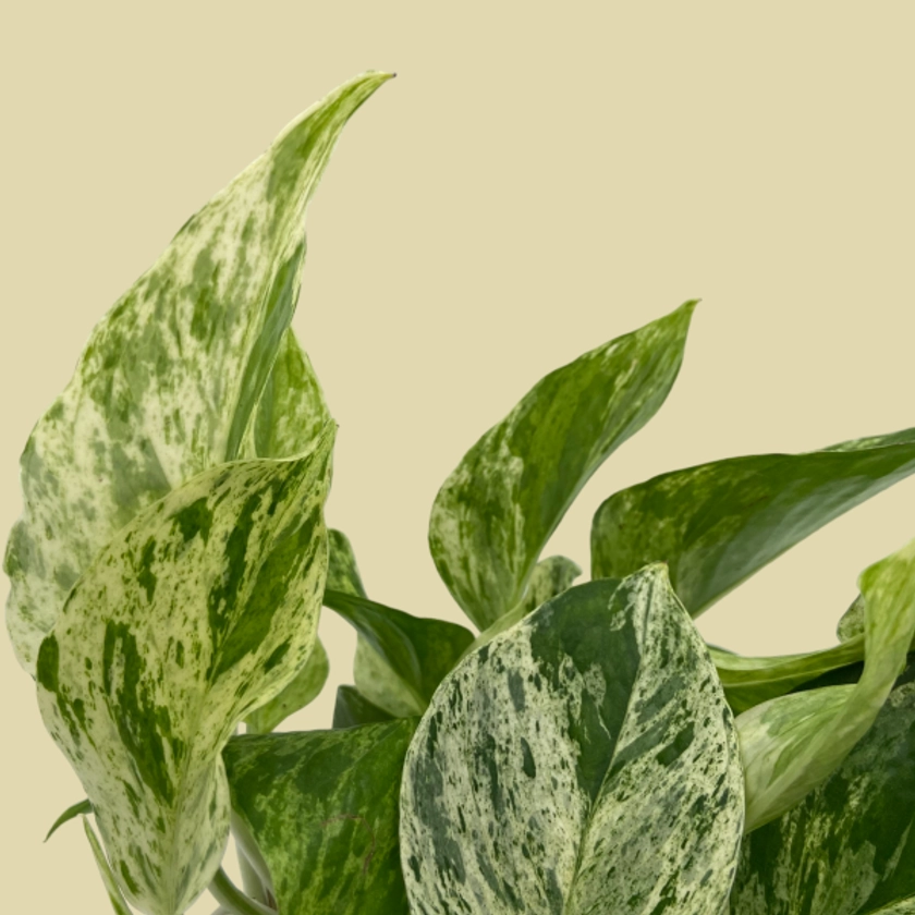 Epipremnum Marble Queen L | PLANTIQUE