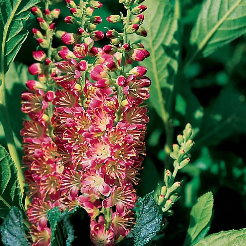 Clethra 'Ruby Spice'
