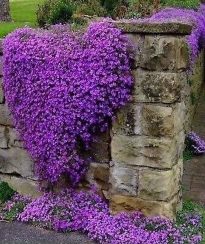 ROCK CRESS MIX - 500 SEEDS - Aubrieta cultorum - ROCKERY FLOWER groundcover UK | eBay