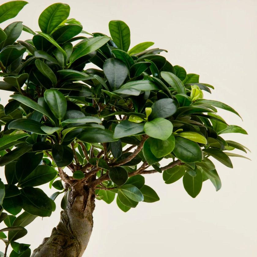 Bonsai, Ficus Ginseng