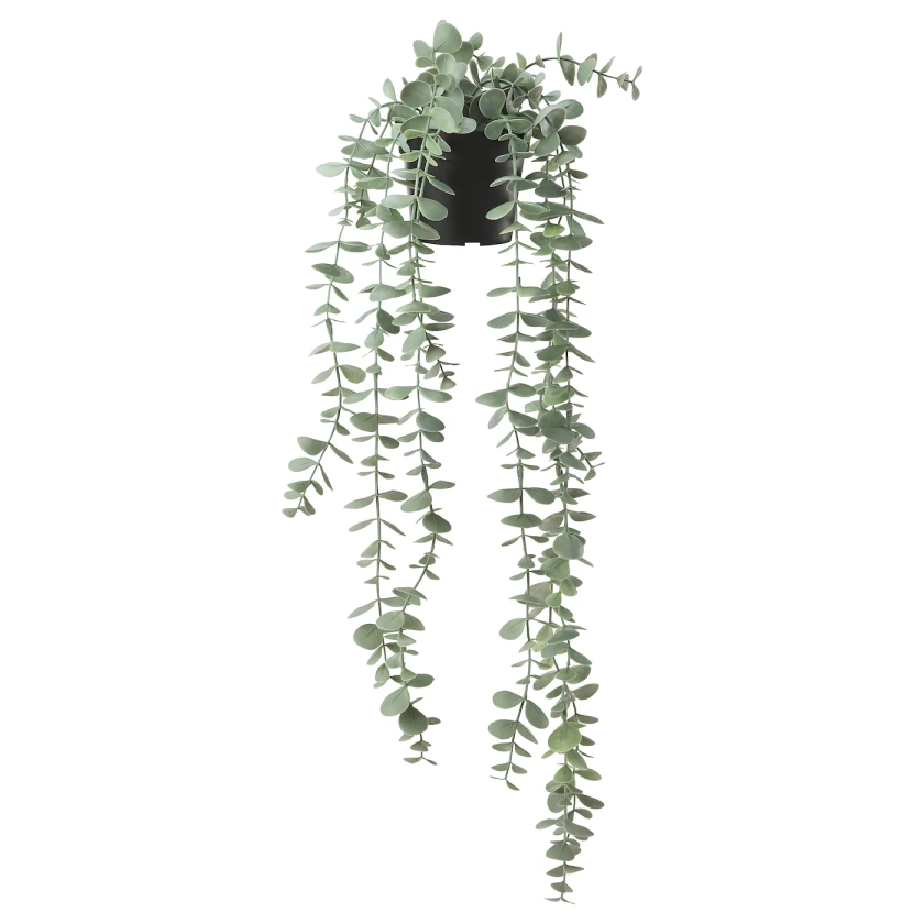 FEJKA artificial potted plant, in/outdoor hanging/eucalyptus, 9 cm - IKEA