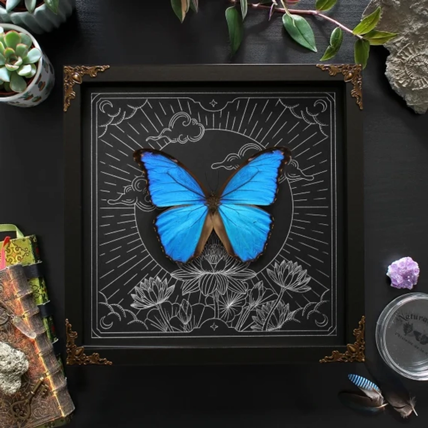 Papillon morpho bleu géant dans un cadre (Morpho Didius), vrai papillon taxidermie, fleur de lotus avec pleine lune, impression aluminium, décoration d&#39;intérieur gothique