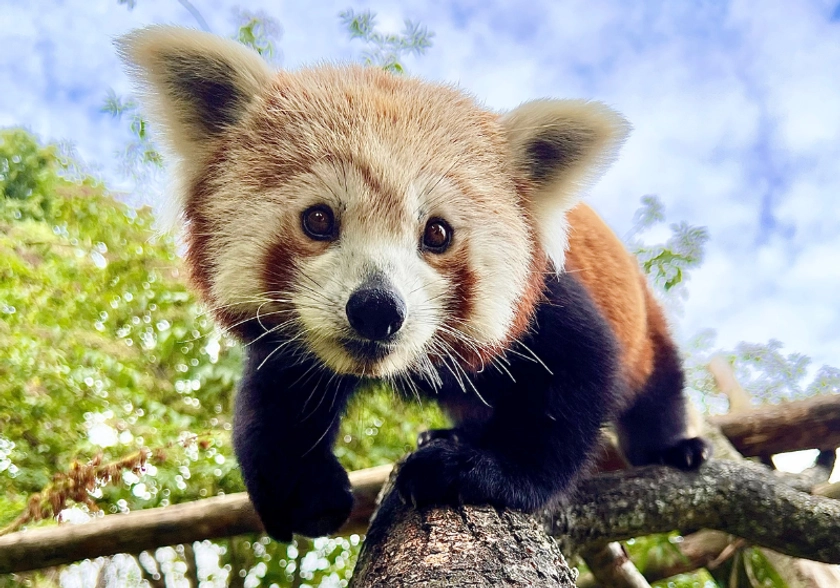 Red Panda VIP Experience | Longleat