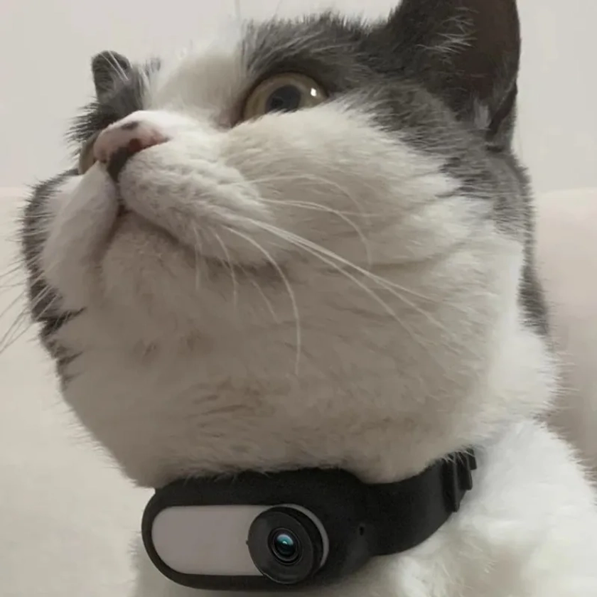 Pet Collar Camera with Video Recording for Cats and Dogs