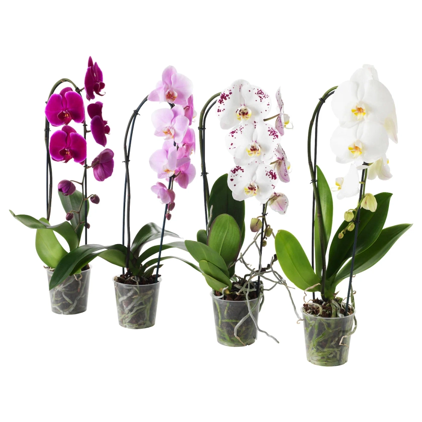 PHALAENOPSIS Plante en pot, orchidée, cascade 1 tige - IKEA