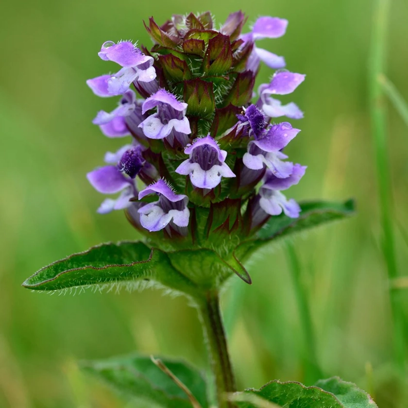 Buy self heal or selfheal Prunella vulgaris