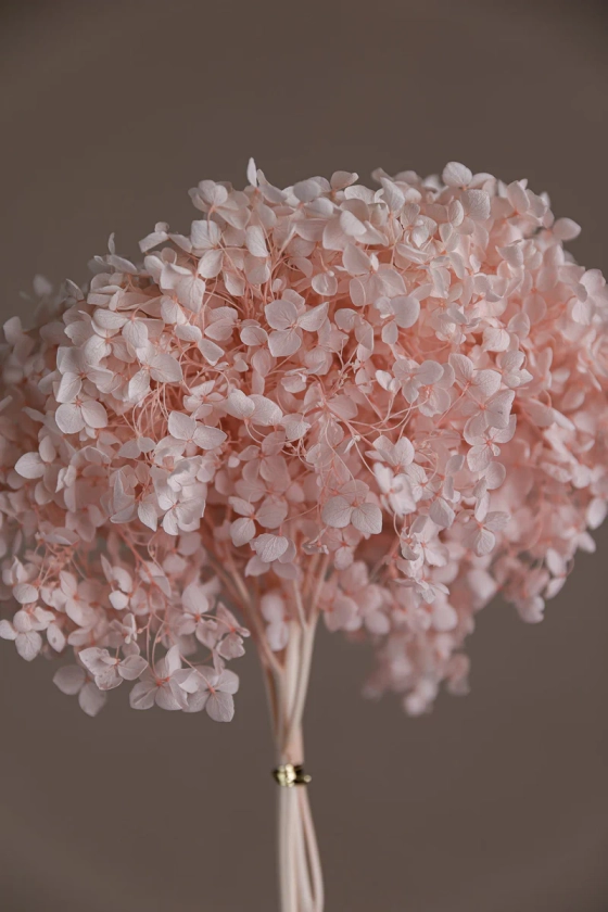 Preserved Stabilised Pink Hydrangea - High Quality