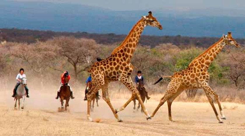 AFRIQUE DU SUD - Safari à cheval en Famille dans une réserve privée du Waterberg - RANDO CHEVAL