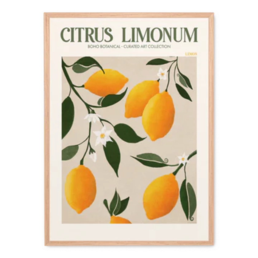 Citrus Limonum