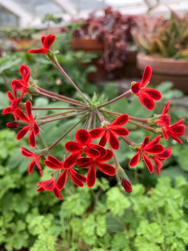 Pelargonium 'Ardens' - Beth Chatto's Plants & Gardens