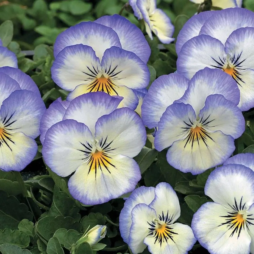 Penny&trade; Purple Picotee Viola Seeds