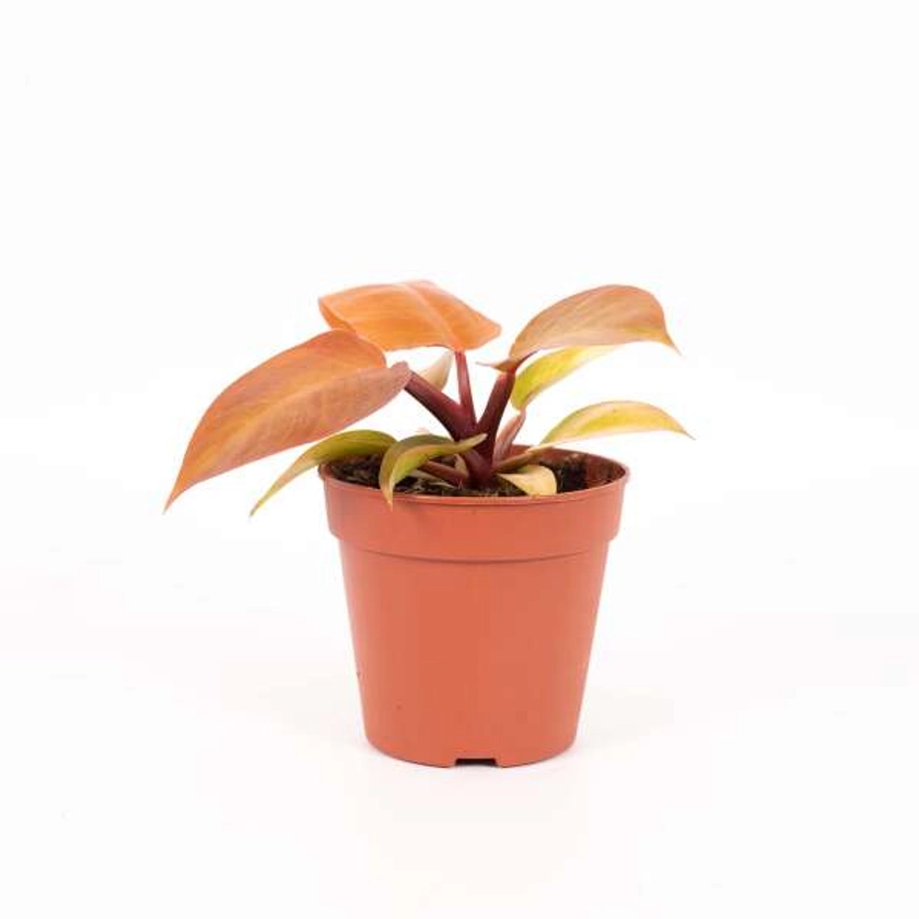 Philodendron Prince d'Orange | PLANTIQUE