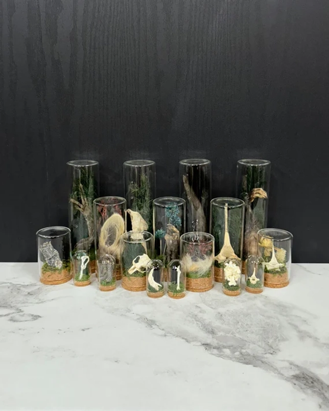 Mystery Oddity Vials, Small-Jumbo Sized Ethically & Sustainably Sourced Curio Displays