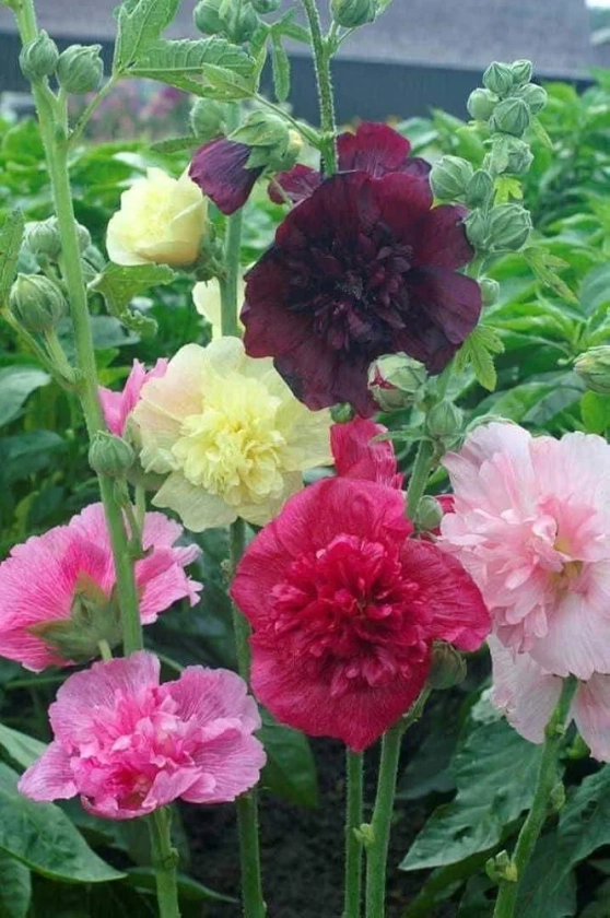 SVG® Hollyhock double flower seeds for planting home gardening 40 to 50 seeds (MIXEDCOLOR) : Amazon.in: Garden & Outdoors