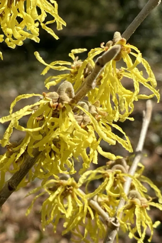 Witch Hazel tree (live plant)