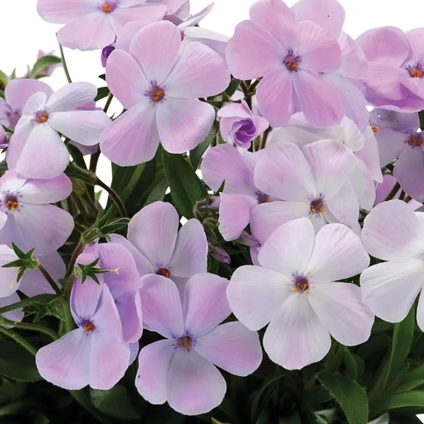 'Woodlander Lilac' Woodland Phlox