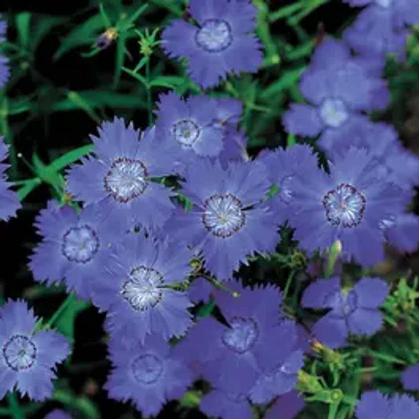 'Siberian Blues' Dianthus Seeds | Park Seed