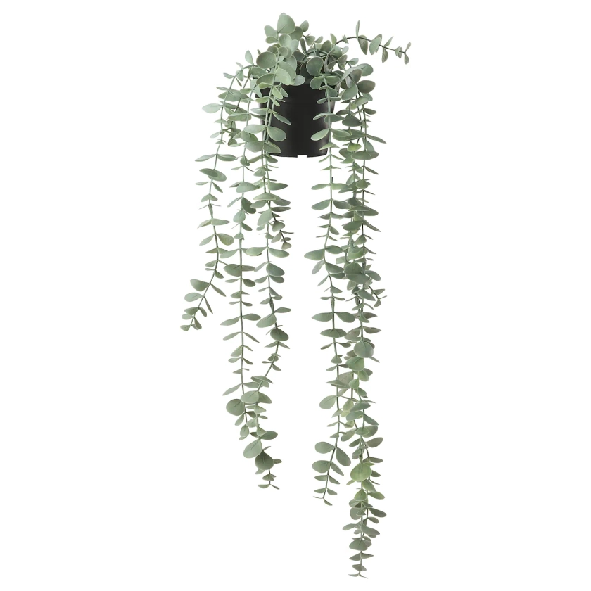 FEJKA Artificial potted plant, in/outdoor hanging/eucalyptus, 9 cm - IKEA