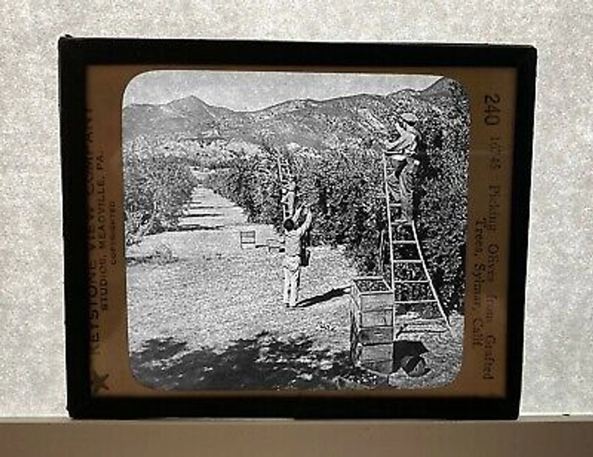 Vintage Picking Olives Sylmar, CA Magic Lantern Slides Photo by Keystone View Co | eBay