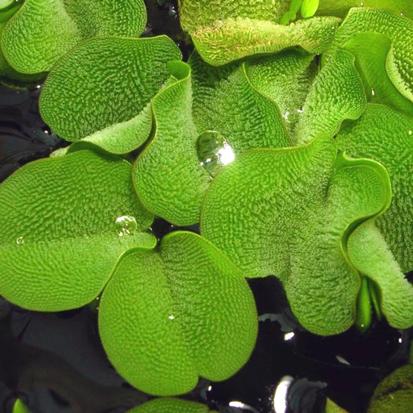 Salvinia Auriculata en portion : plante flottante aquarium -