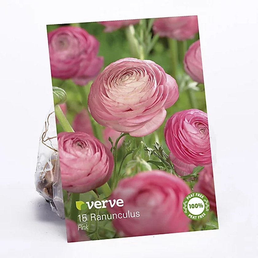 Ranunculus Pink Flower bulb, Pack of 15 | DIY at B&Q