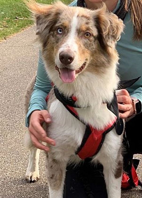 Minneapolis, MN - Australian Shepherd. Meet Annie a Pet for Adoption - AdoptaPet.com