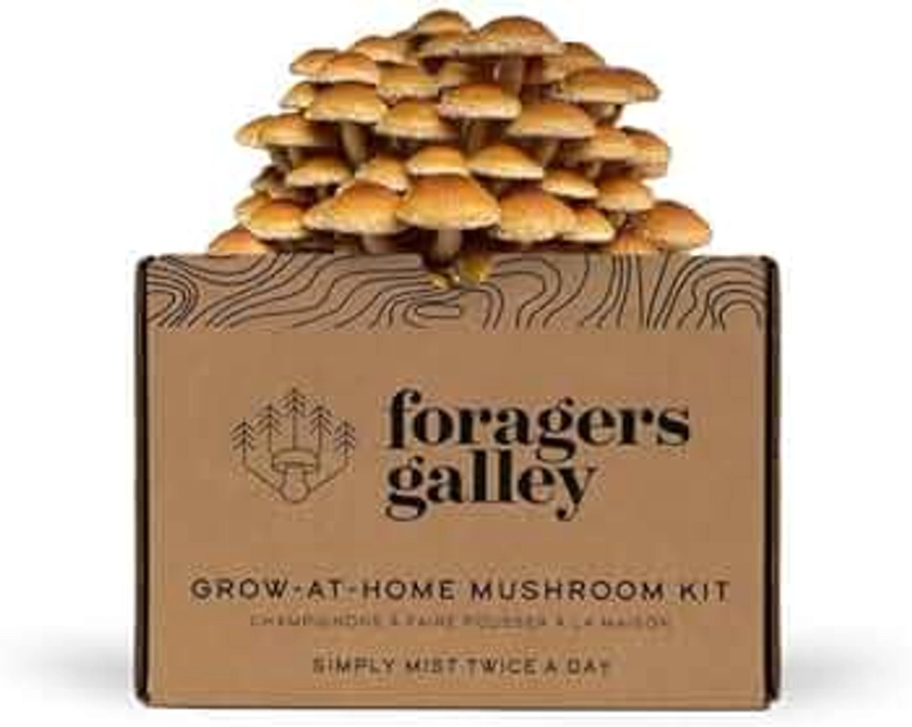 Chestnut Mushroom Grow-at-Home Kit - 6lbs - Grow a Commercial Sized Mushroom Crop Easily at Home
