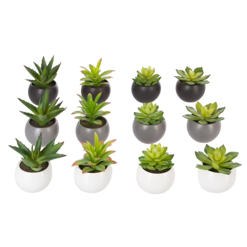 PLANTE GRASSE POT H.13CM