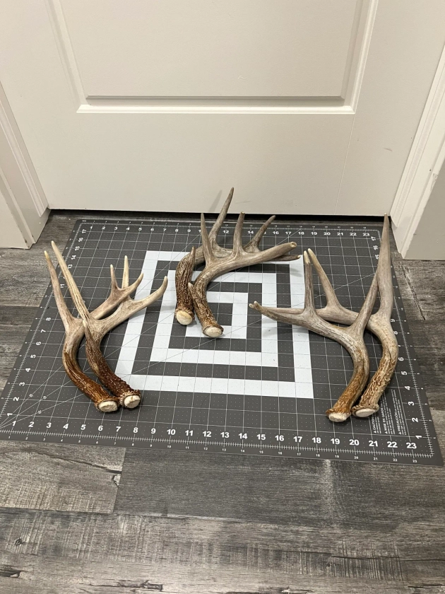 Deer Antler Sheds 2 pack. Whitetail deer antlers decor (2 pack= 2 antlers)