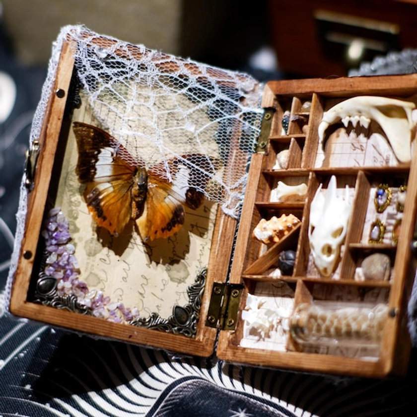 Real Butterfly Frame Curiosity Cabinet/Halloween Table Decor with Natural Specimen Art/Unique Christmas Gift for Natural History Lovers