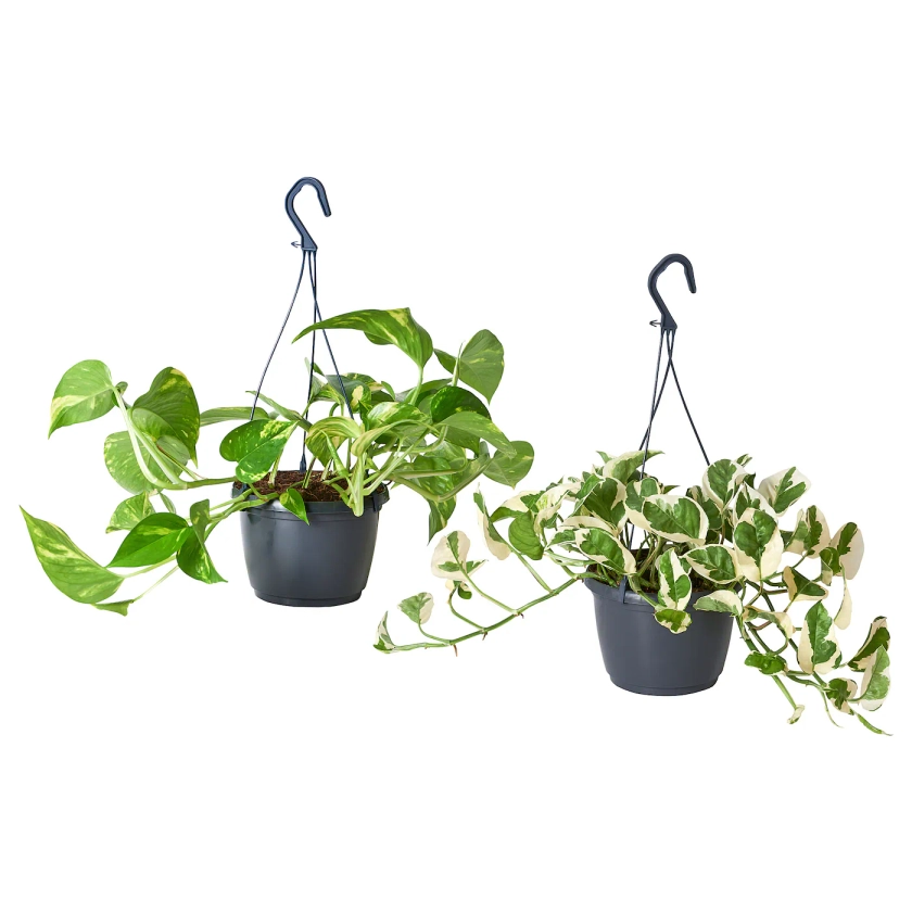 EPIPREMNUM Plante tombante - Pothos 17 cm