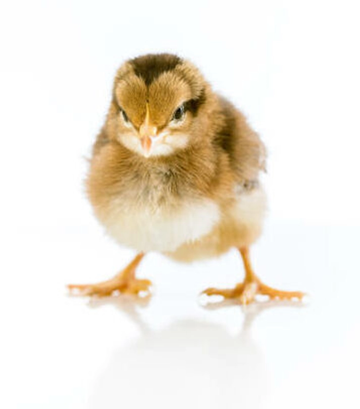 Edmonton Chick Hatching Experience - Nanny McCluckins