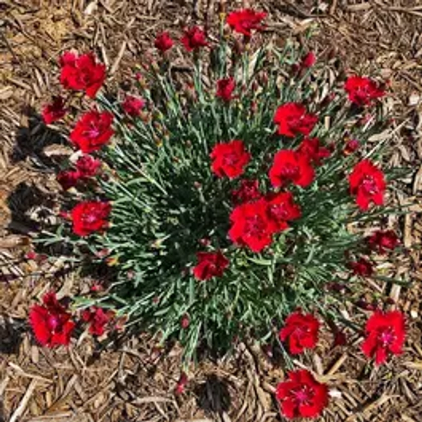 Dianthus 'Fire Star' Improved