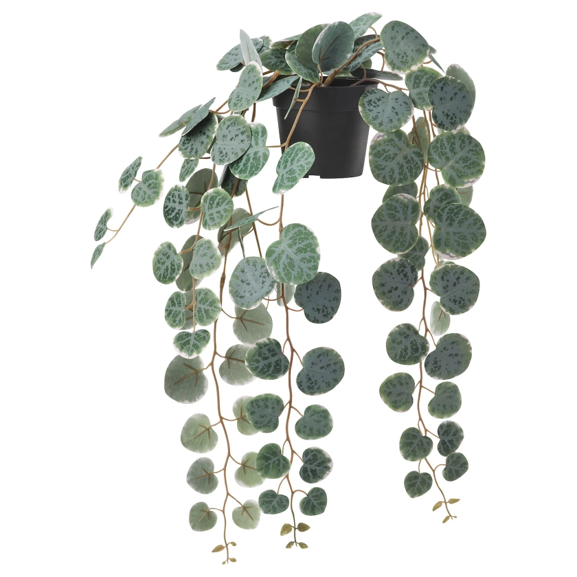 FEJKA plante artificielle en pot, intérieur/extérieur à accrocher/CEROPEGIA WOODII, 9 cm - IKEA