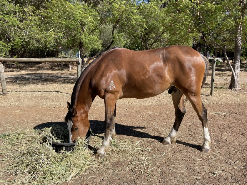 Sweet 2yo Clydie Cross Gelding with all the bling - Cavalletti Equine Marketplace