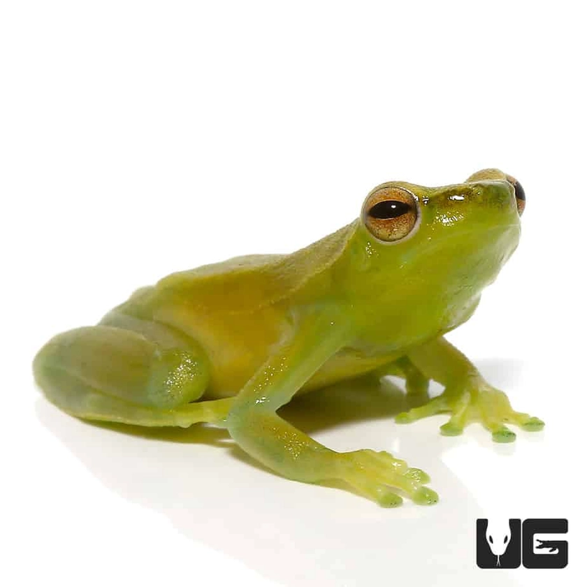 Hatchet Face Tree Frog (Sphaenorhynchus lacteus) For Sale - Underground Reptiles