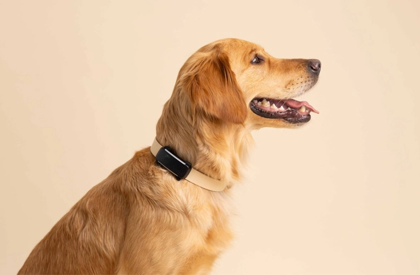 Tractive - N°1 des traceurs GPS pour chats et chiens