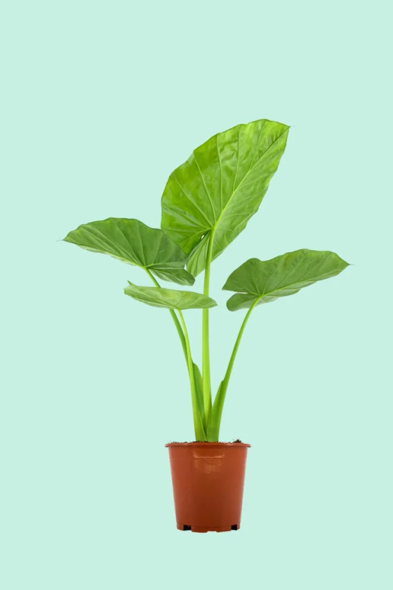 Alocasia macrorrhiza (Oreille d'éléphant)