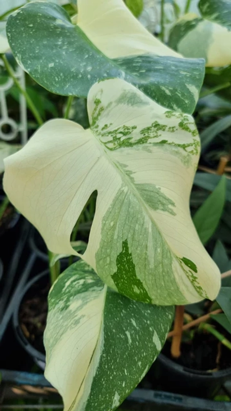 Monstera deliciosa 'Thai Constellation - Variegated Fruit Salad Plant