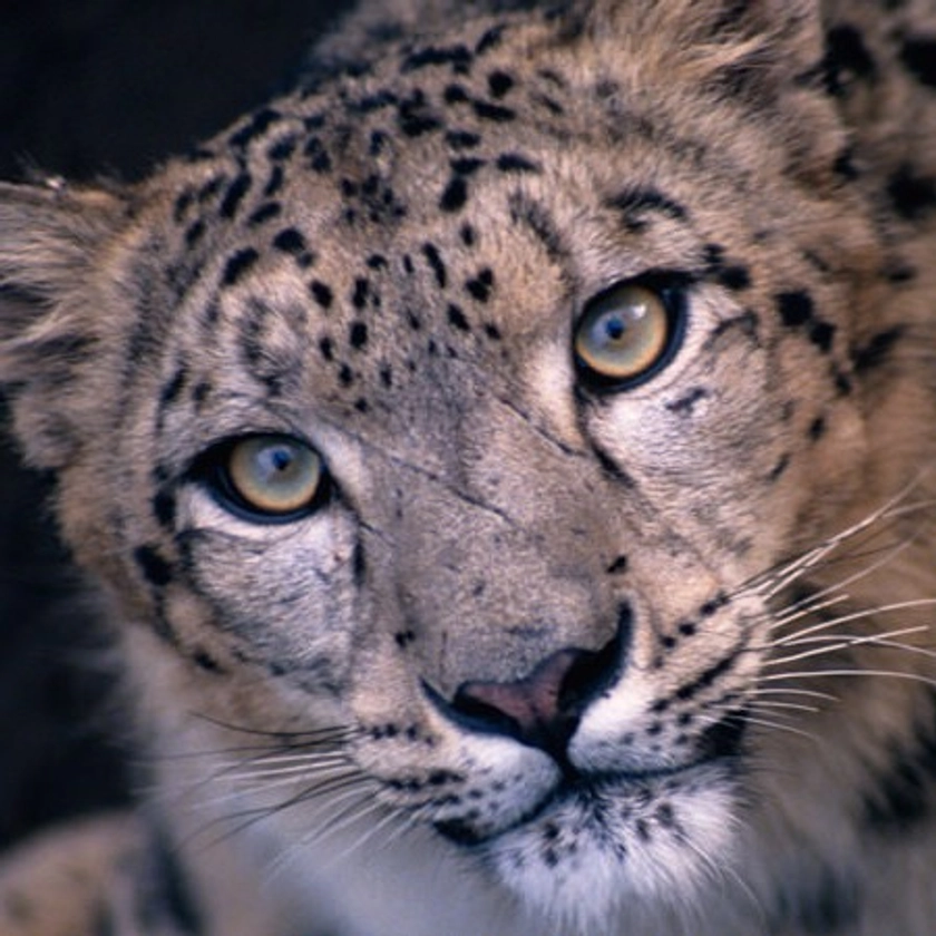 Adopt A Snow Leopard