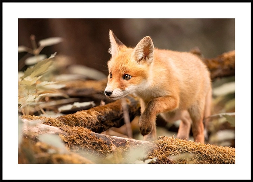 Renard de la Forêt Poster