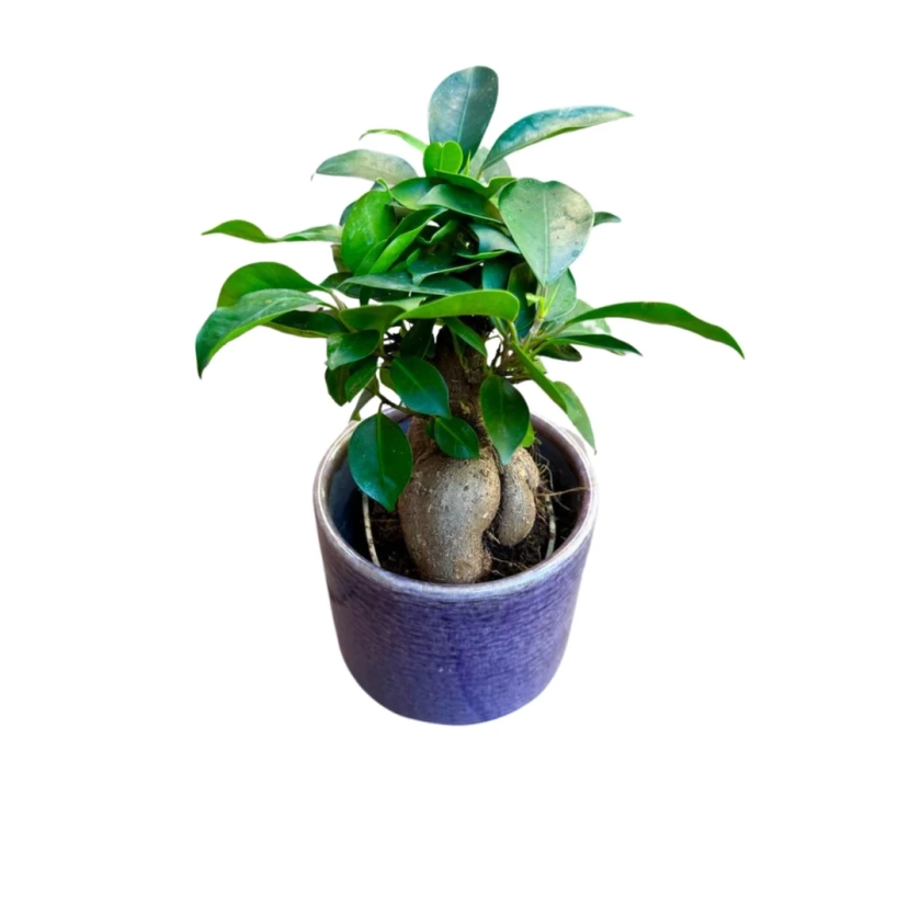 Ficus 'Ginseng' in 4" Nursery Pot Bonsai plant, gift-Plant, office plant, low light plant, Christmas gift plant