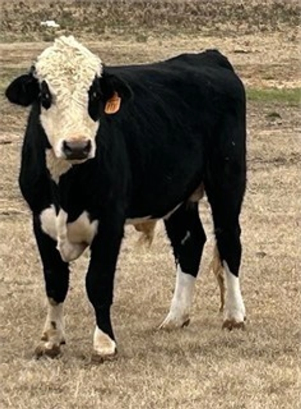 1 Black Hereford - Bulls