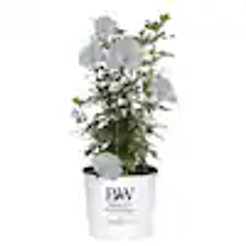 2 Gal. White Pillar Rose of Sharon (Hibiscus) Plant with White Flowers