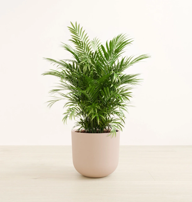 Large Parlor Palm (Neanthe Bella) Plant for Sale | easyplant