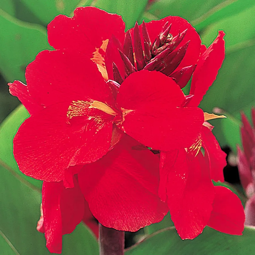Tropical&trade; Red Canna Seeds