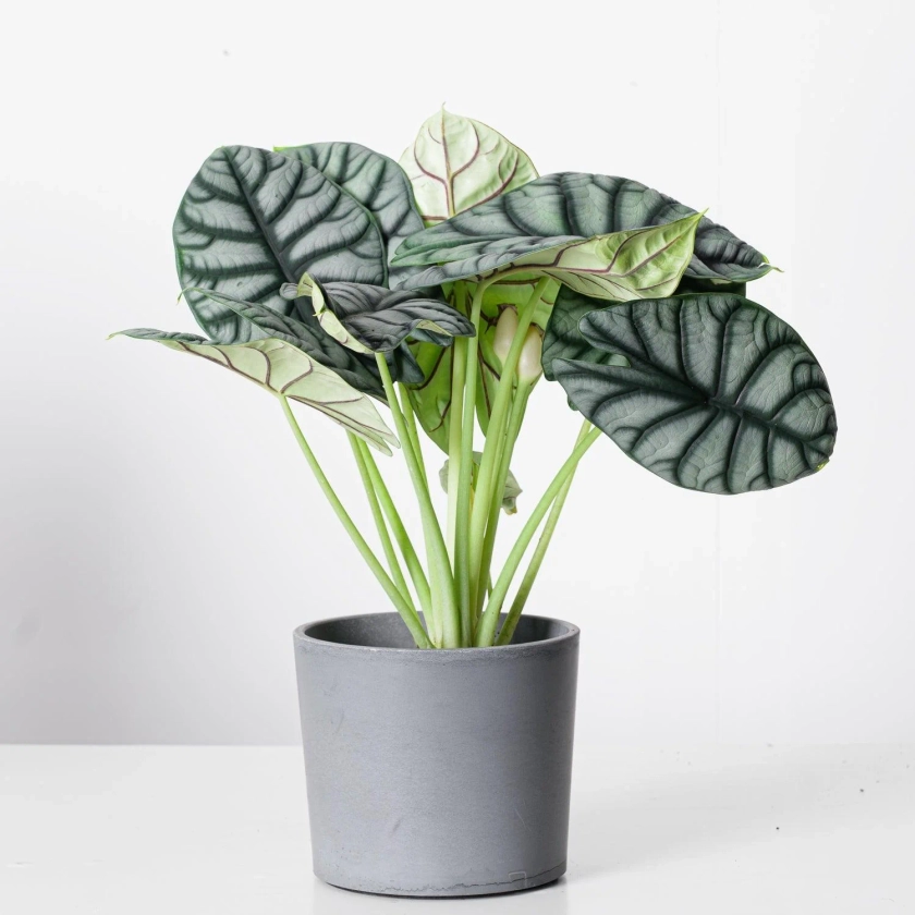 House of Kojo | Indoor Plants and Pots