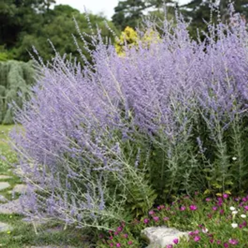Russian Sage | Park Seed