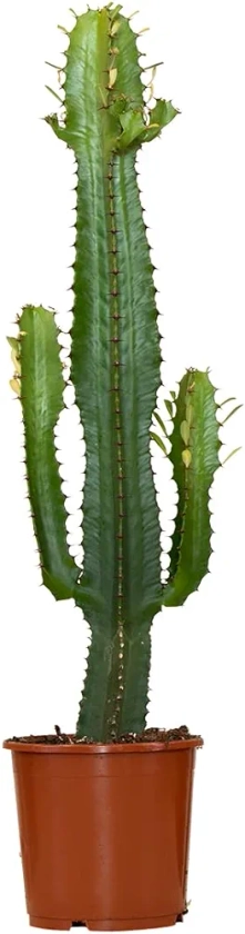Cactus | Euphorbia Eritrea - Plante d'extérieur et d'intérieur et pot de pépinière ⌀17 cm - 50-60 cm
